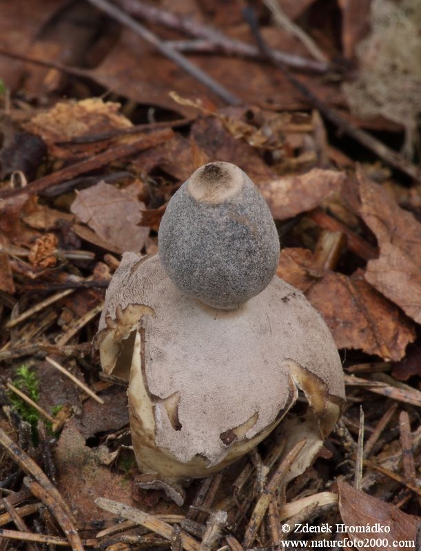 hvězdovka smrková, Geastrum quadrifidum (Houby, Fungi)
